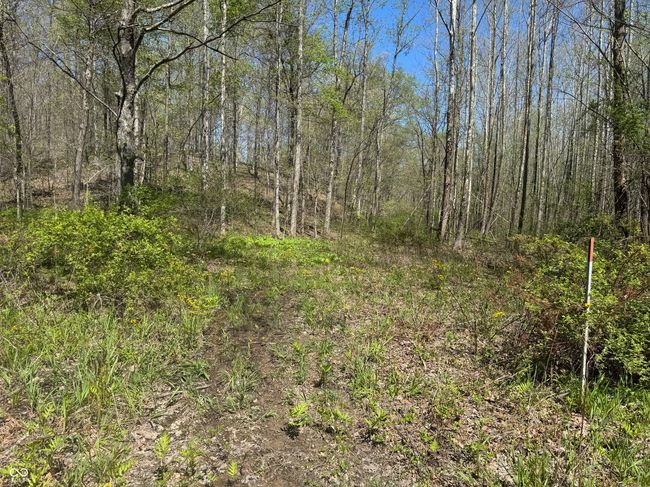 view of nature with a forest view | Image 39
