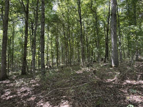 0 Middle Lick Creek Rd, Lyles, TN, 37098 | Card Image