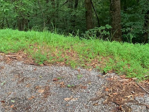 43 Laurel Ln, Murphy, NC, 28906-7671 | Card Image