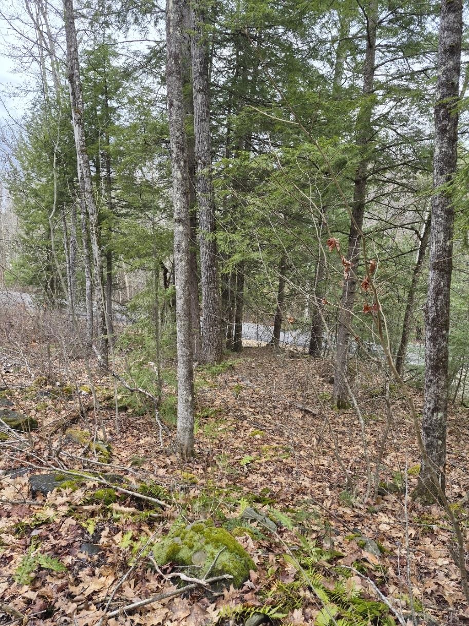 Land in Rockingham 4