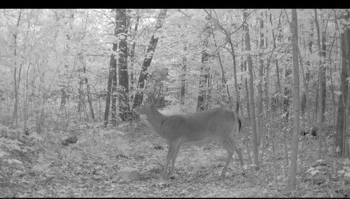 22903 Waterwheel Drive, Pierson Township, MI, 49339 | Card Image