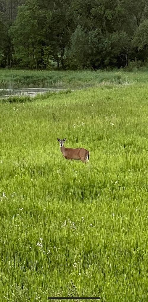 XXXX 280th Street E, Webster, MN, 55088 | Card Image