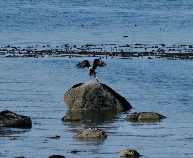 Bald head eagle fishing | Image 72