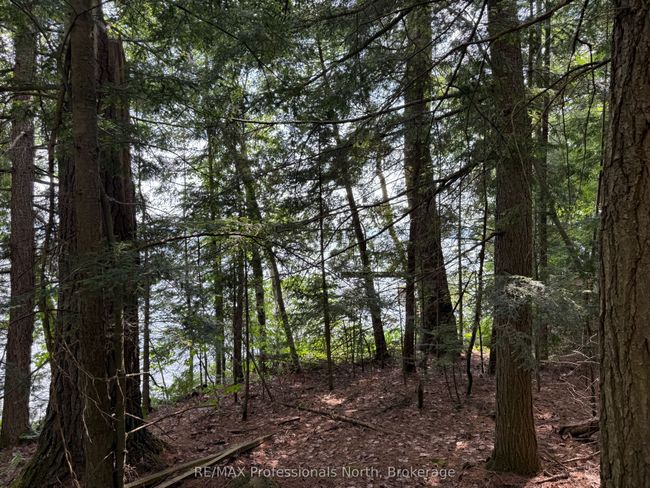 0 Halls Lake Rd, Home with 0 bedrooms, 0 bathrooms and null parking in Algonquin Highlands ON | Image 13