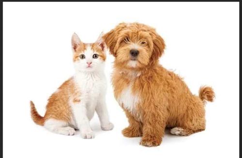 123 Pet Specialty With Grooming Way, Edmonton, AB, T7Z0K3 | Card Image