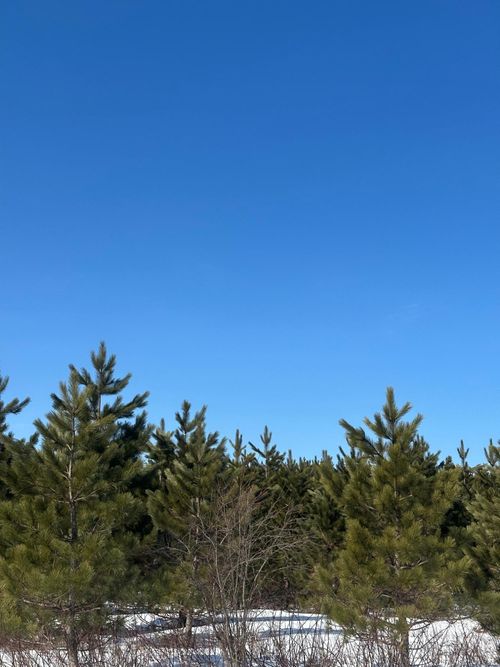 lot-1-ON Burrows Lake Rd, Tomahawk, WI, 54487 | Card Image