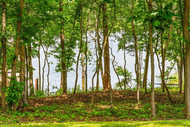 Back Yard View | Image 53