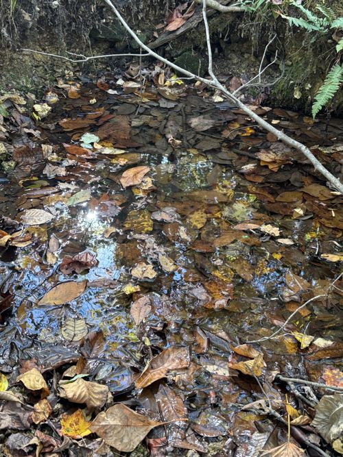 0 Columbia Hwy, Hohenwald, TN, 38462 | Card Image