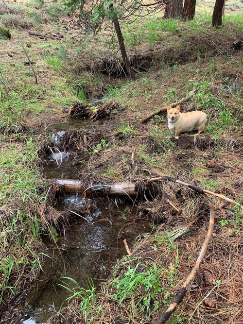 1063 Buckskin Lane, Portola, CA, 96122-0000 | Card Image