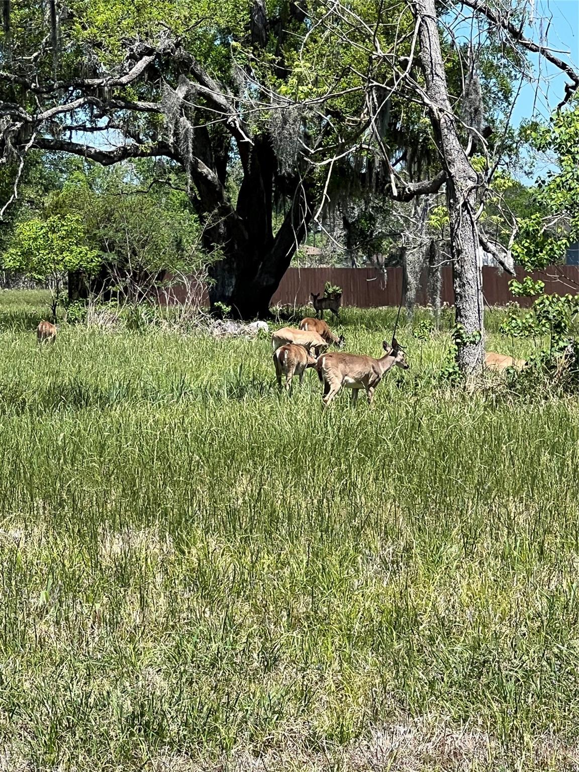 Land in Angleton 4