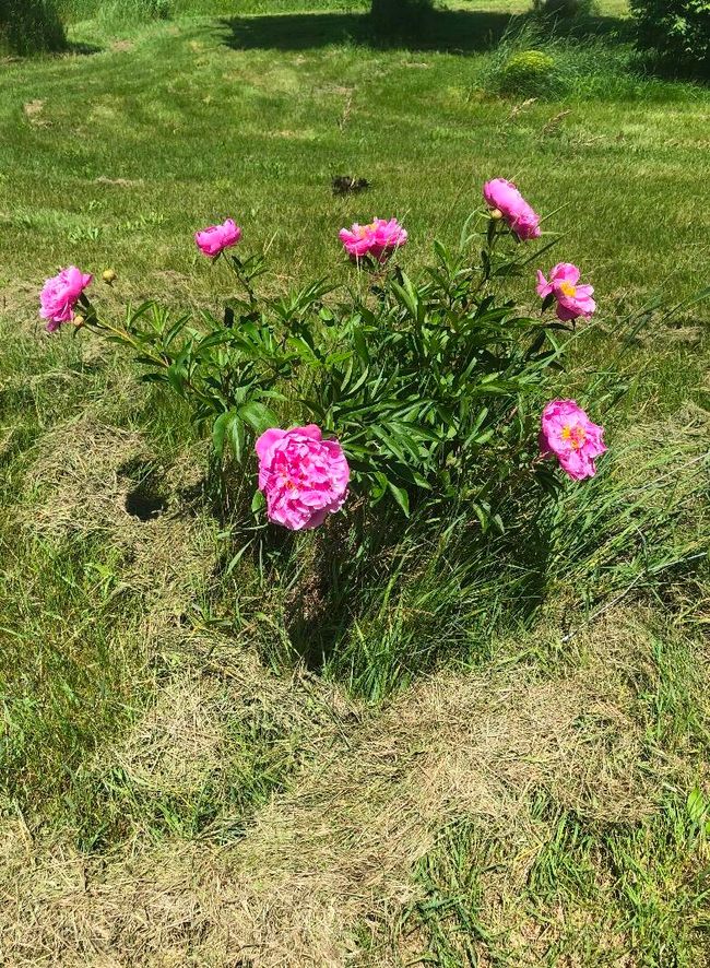 front roses bushes | Image 66