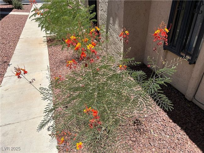 BEAUTIFUL FLOWERS THROUGHOUT COMMUNITY | Image 51