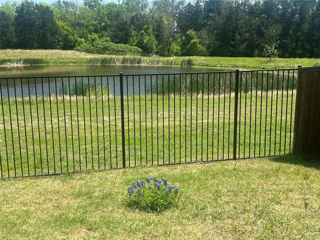 Beautiful bluebonnets from the field in our backyard. | Image 21