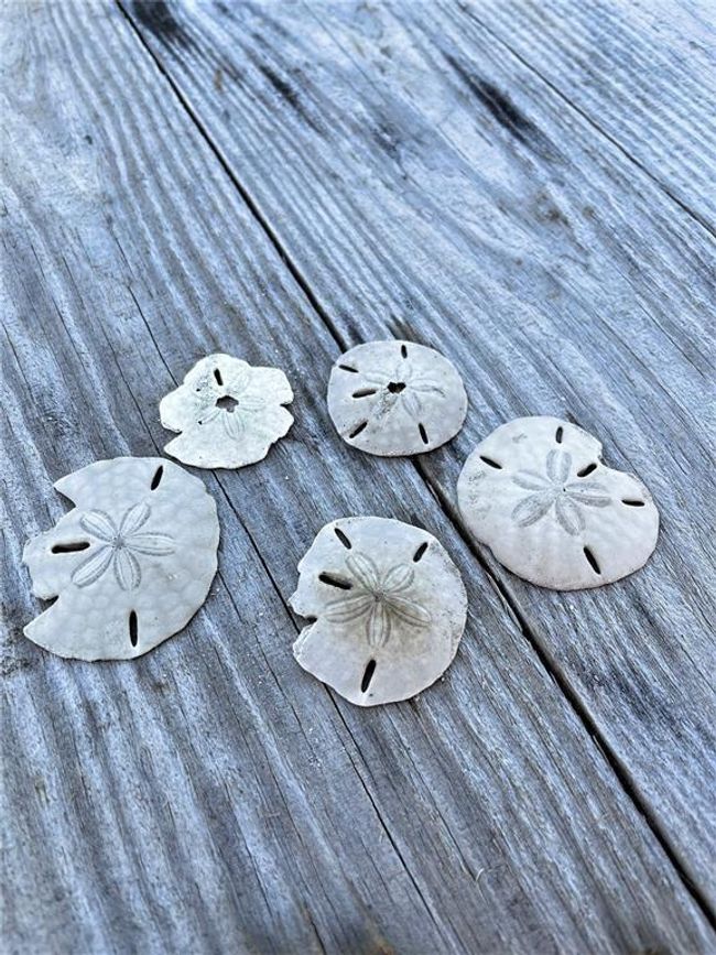 Walk the beach in search of sand dollars | Image 36