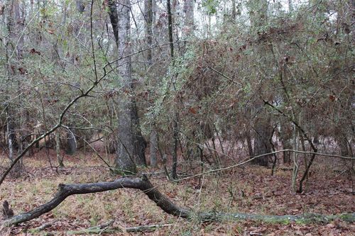 LOT 6 Magnolia Ct, Trinity, TX, 75862 | Card Image