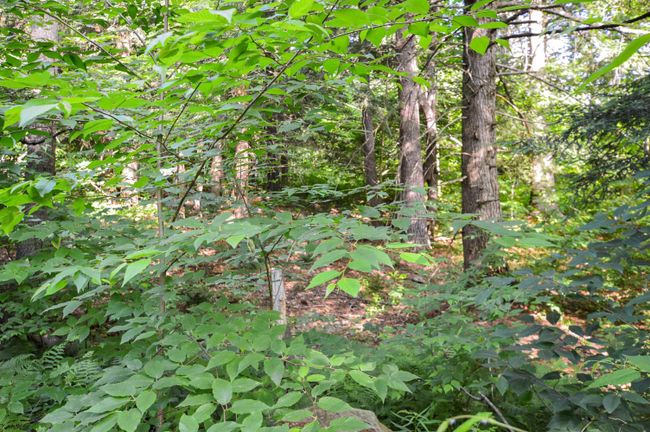 LOT-3 - 00 Vt Route 103 N, Home with 0 bedrooms, 0 bathrooms and null parking in Chester VT | Image 21