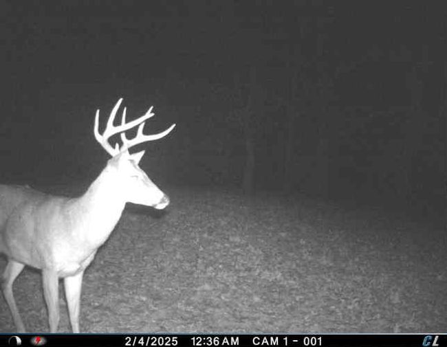 Deer 3 | Image 14