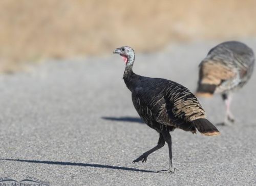 798 Valliant Bypass Rd, Valliant, OK, 74764-5671 | Card Image