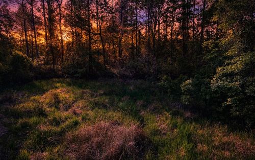 TBD Ne 47th Pl, Silver Springs, FL, 34488 | Card Image