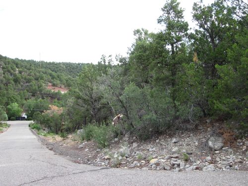 0 Beaver Ln, Cedar Crest, NM, 87008 | Card Image