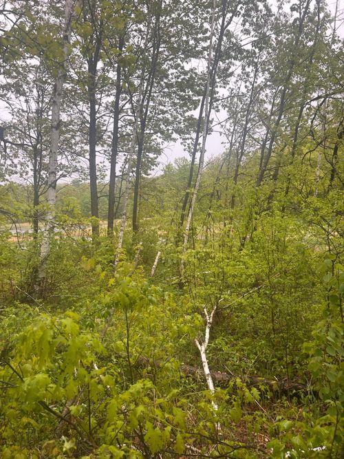 xxx Cardinal Trl, Randall, MN, 56475 | Card Image