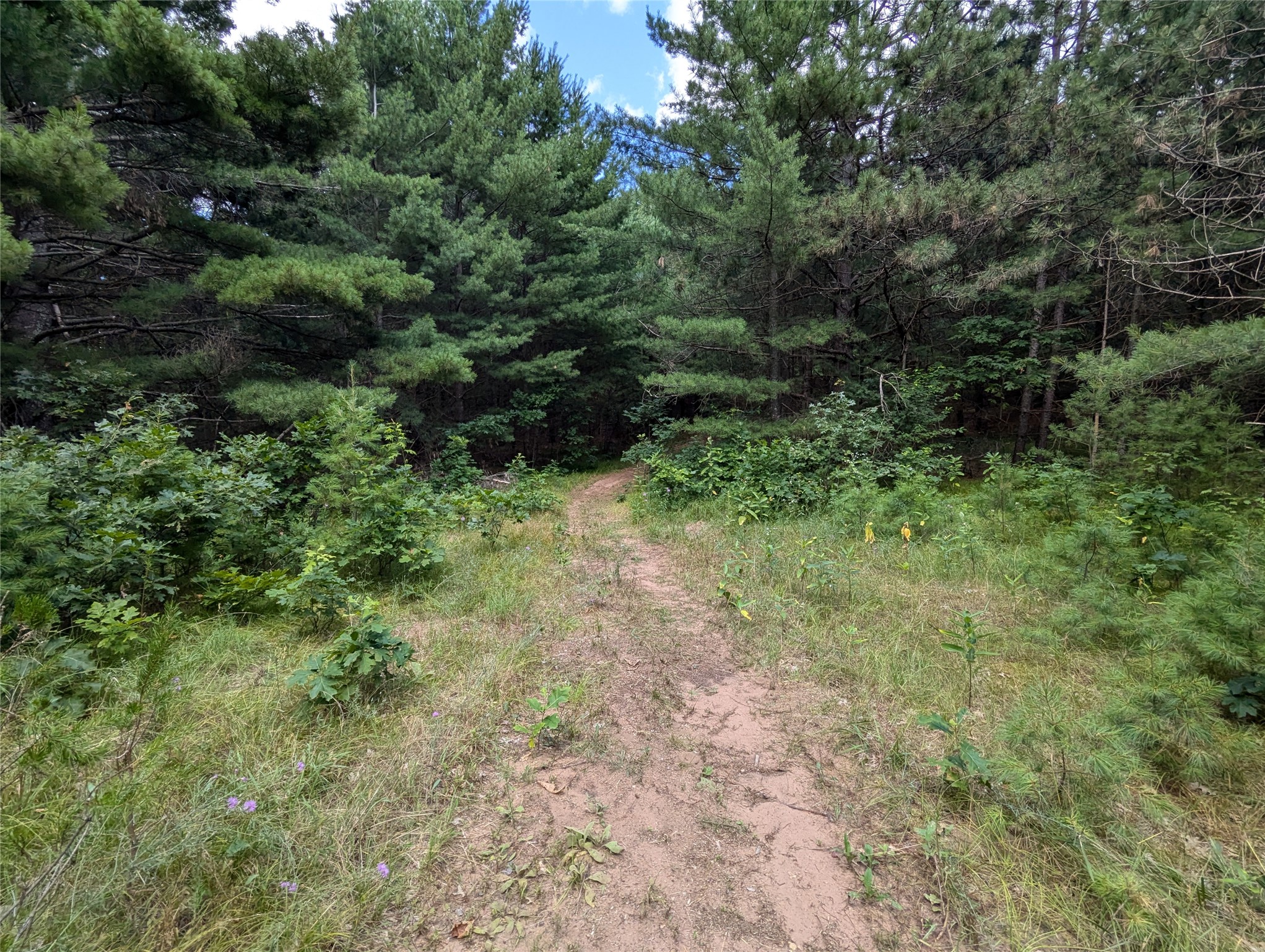 Land in Webster