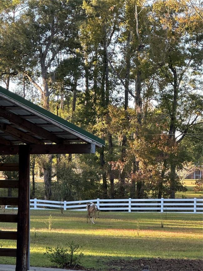 DEERS ADD TO THE BEAUTY OF PROPERTY | Image 73