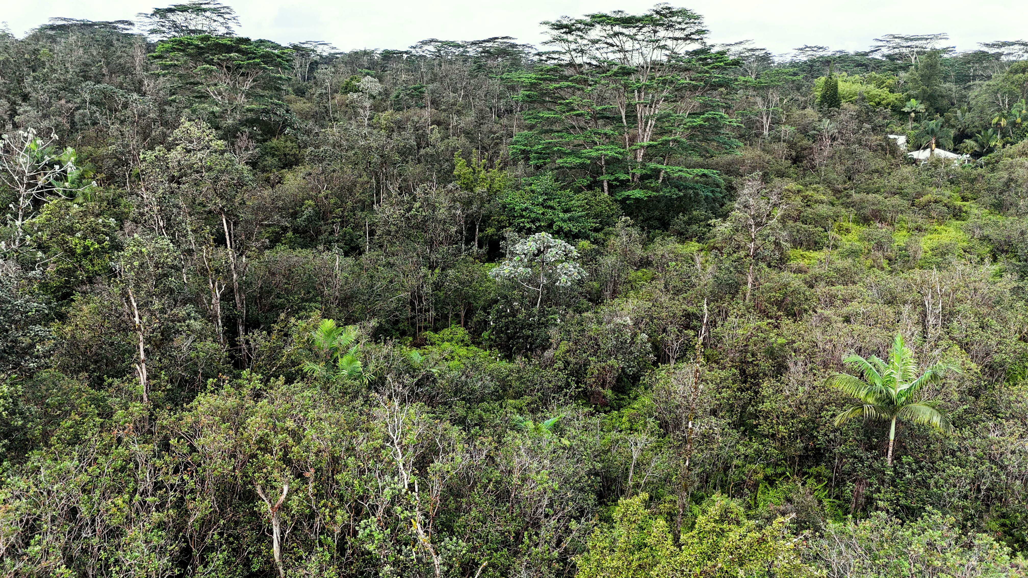 Land in Keaau 5
