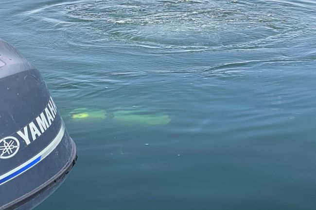 Scuba diving in Bull Shoals Lake | Image 36