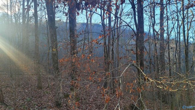 80 acres Rock Creek Rd, Home with 0 bedrooms, 0 bathrooms and null parking in Eva AL | Image 5