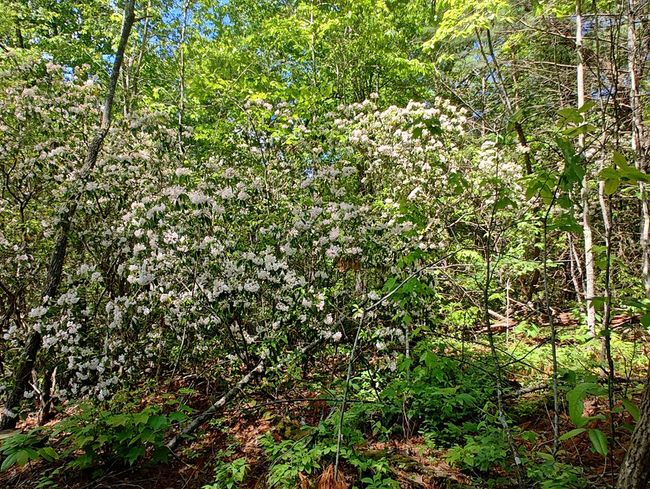 Lot 4 Megan Trace Ln, Home with 0 bedrooms, 0 bathrooms and null parking in Turtletown TN | Image 18