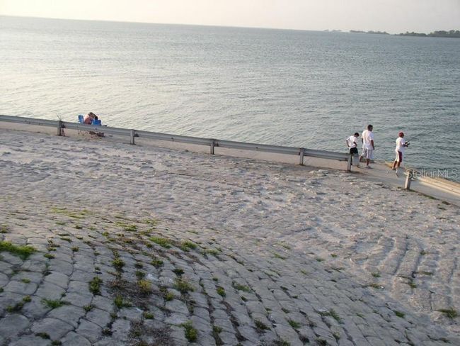 Fish From The Causeway | Image 29