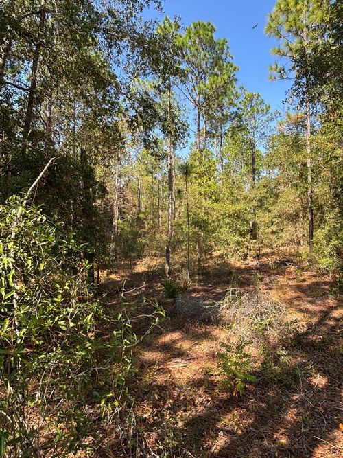 Lot 10 Nw 16th Ave, BELL, FL, 32619 | Card Image