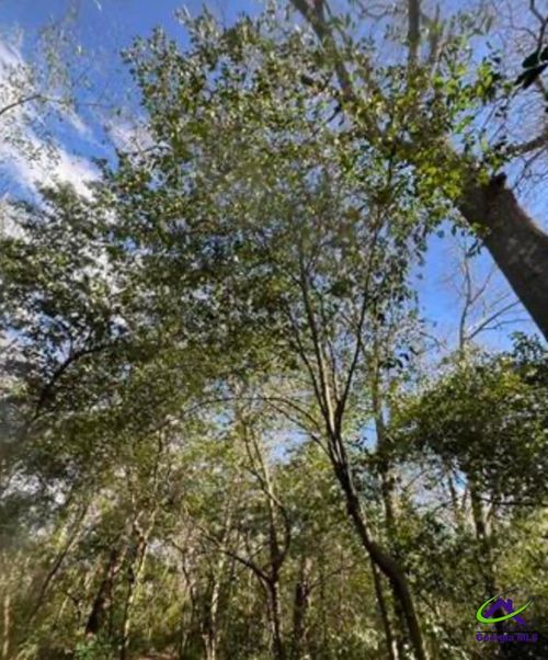 0000 South Street Aka Market Street, Marshallville, GA, 31057 | Card Image