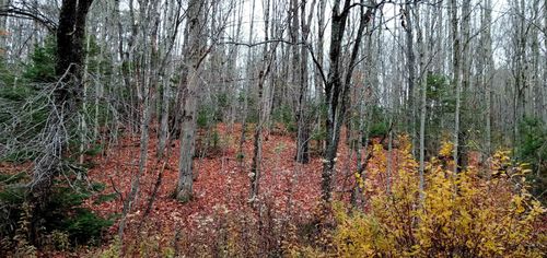 102-B Albany Rd, Eden, VT, 05653 | Card Image