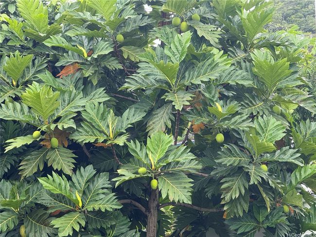 mature ulu | Image 23