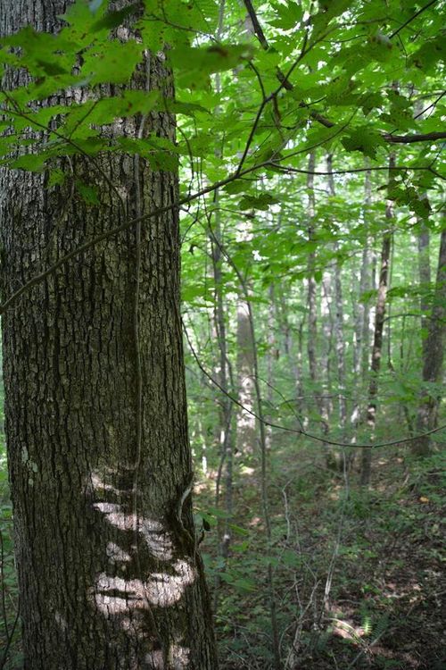 11071 River Dr, Crawford, TN, 38554 | Card Image