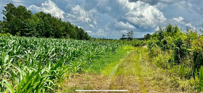View of undeveloped land featuring rows of crops and rural landscape | Image 27