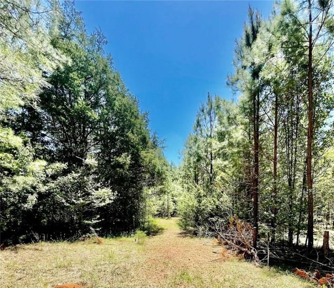 Path to the creek | Image 32