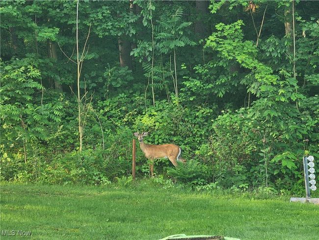 View of yard | Image 33