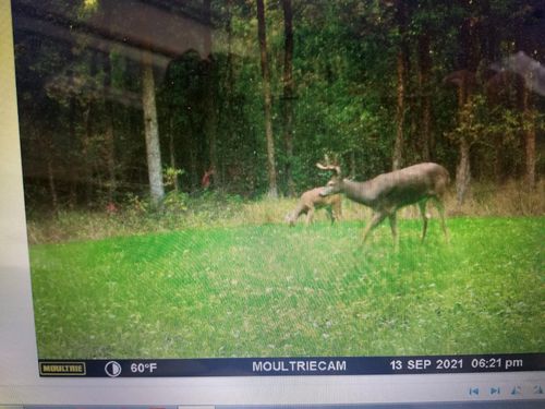 TBD Clearline Rd, Leonard, MN, 56652 | Card Image