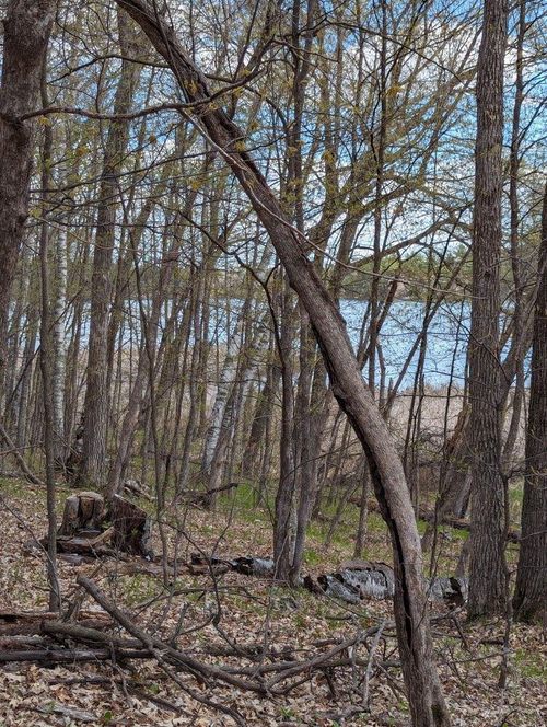 TBD Paradise Drive, Browerville, MN, 56438 | Card Image