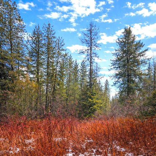 43XX E Deer Lake Rd, Loon Lake, WA, 99148 | Card Image