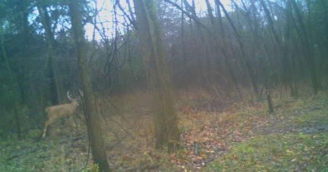 View of local wilderness with a wooded view | Image 45