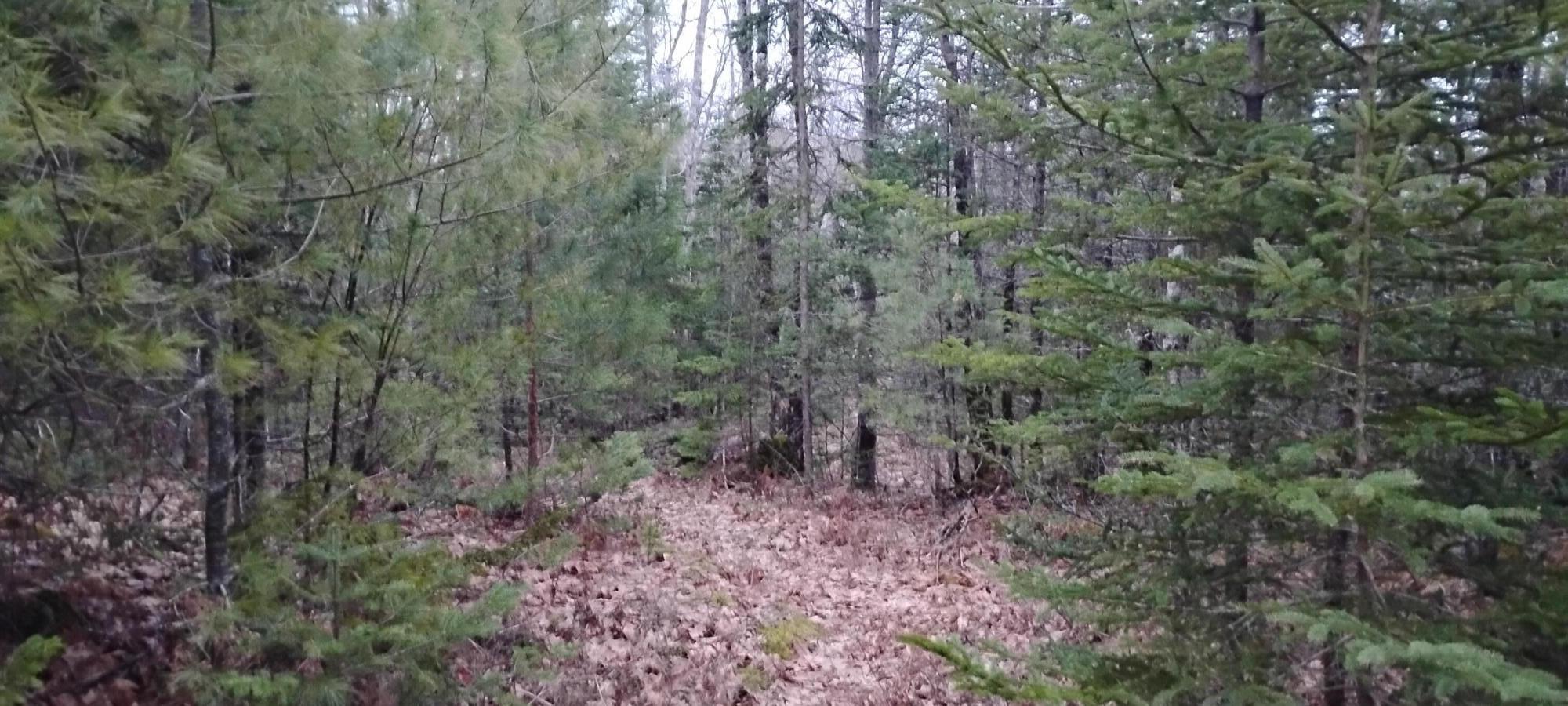 Land in Pembroke 5