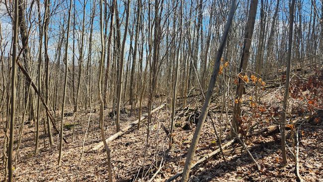 TRACT-2-PIKE-LAKE-GETAWA - 0 Pike Lake Rd, Home with 0 bedrooms, 0 bathrooms and null parking in Bainbridge OH | Image 30