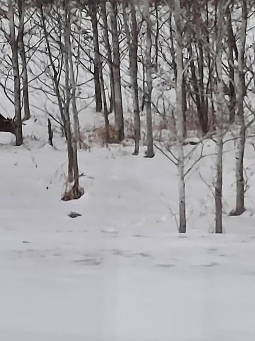 17 County Road 17 E, Mizpah, MN, 56660 | Card Image