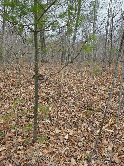 Lot 8 Lukes Ln, Danbury, WI, 54830 | Card Image