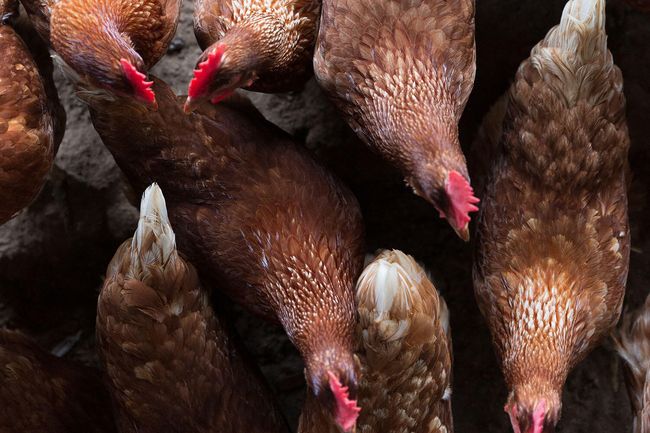 farmchickens | Image 10