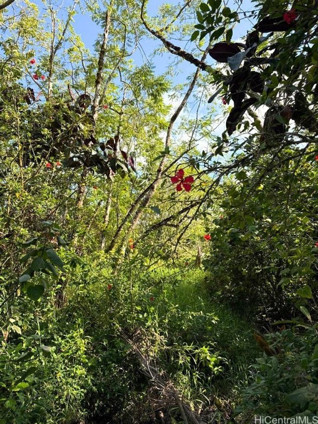 LOT-1-A-6 - 0 Pahoa Kalapana Road, Home with 0 bedrooms, 0 bathrooms and null parking in Pahoa HI | Image 7
